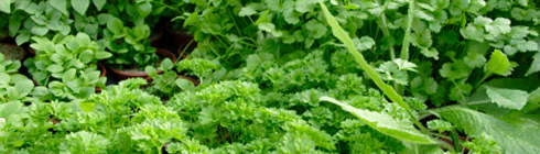 Kräuter Gartenkräuter