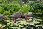 Gartenteiche anlegen planen