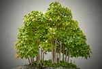 Bonsai Büume