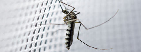 Insektenschutzgitter