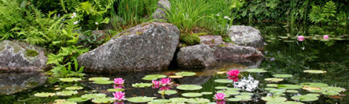 Wasser Teich Pflanzen